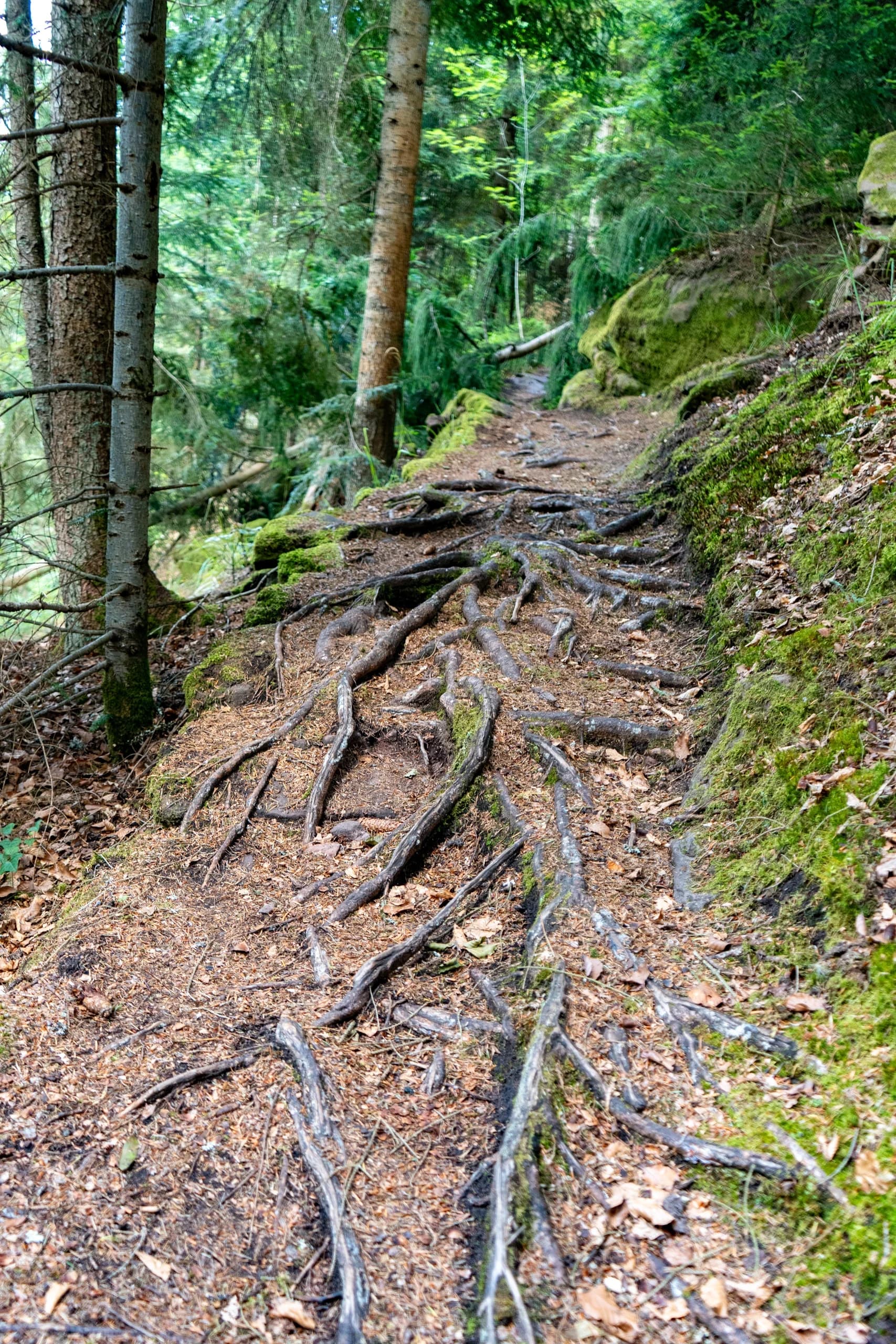 Von Wurzeln durchzogener Waldpfad im Schwarzwald