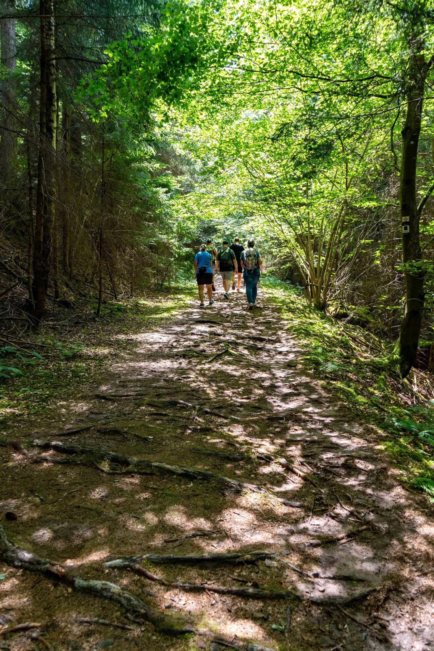 Wandergruppe auf einem lichtdurchfluteten Waldweg